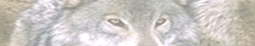 TS
